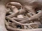 2001 08-05 - Sirena - Driftwood root detail 1 - [027].jpg